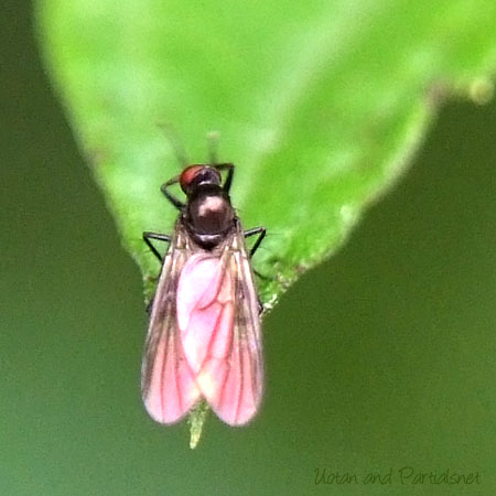 オドリバエ科Hybos属の一種