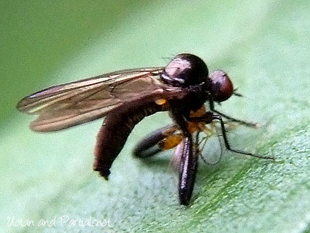 オドリバエ科Hybos属の一種