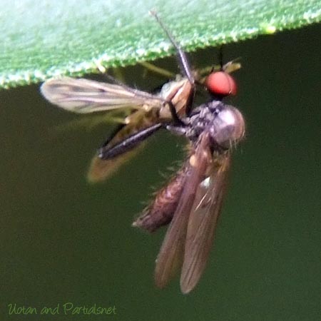 オドリバエ科Hybos属の一種