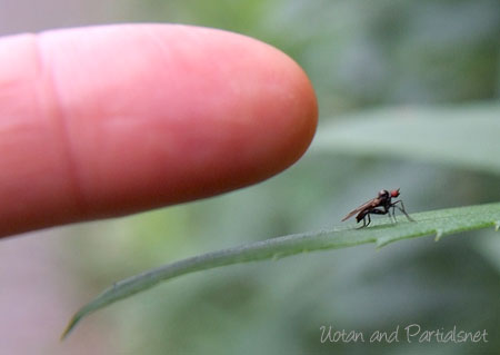 オドリバエ科Hybos属の一種
