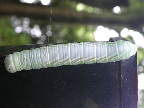 セダカシャチホコ幼虫