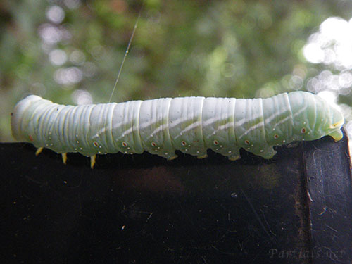 セダカシャチホコ幼虫