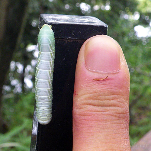 セダカシャチホコ幼虫