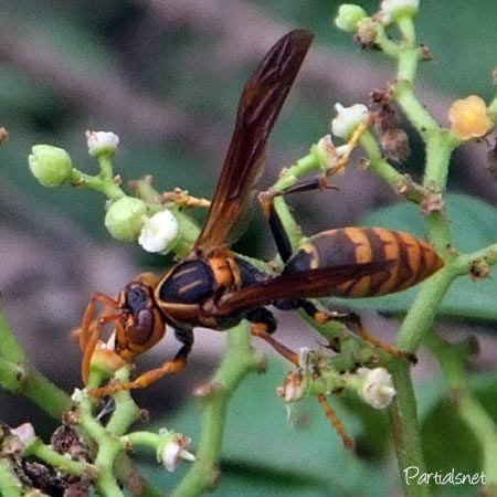 セグロアシナガバチ