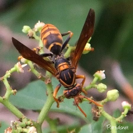 セグロアシナガバチ