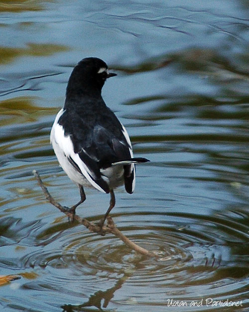 セグロセキレイ