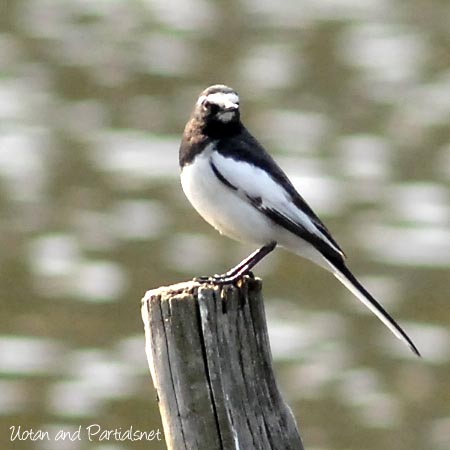 セグロセキレイ