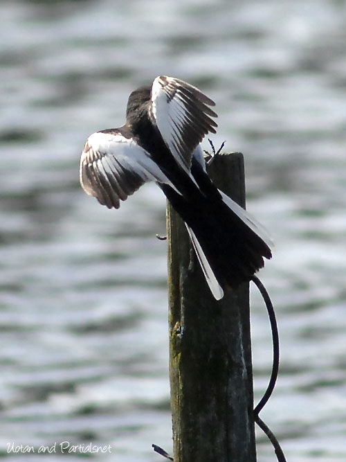 セグロセキレイ