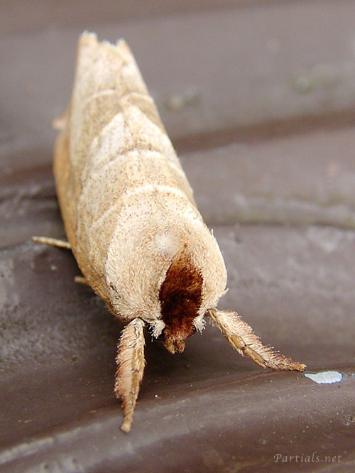 セグロシャチホコ