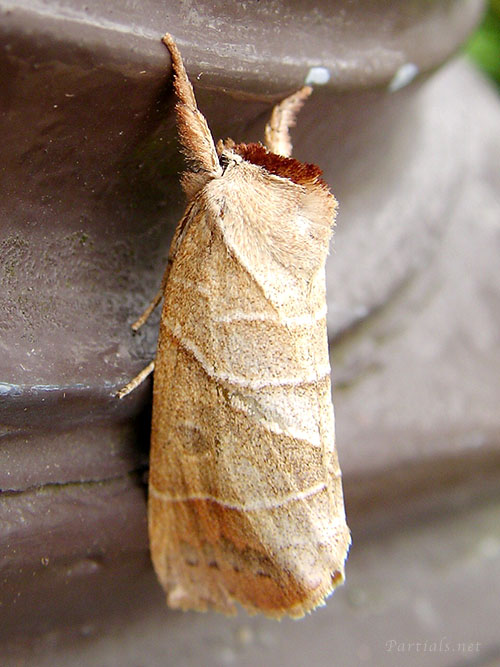 セグロシャチホコ