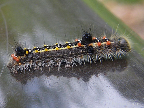 セグロシャチホコ幼虫