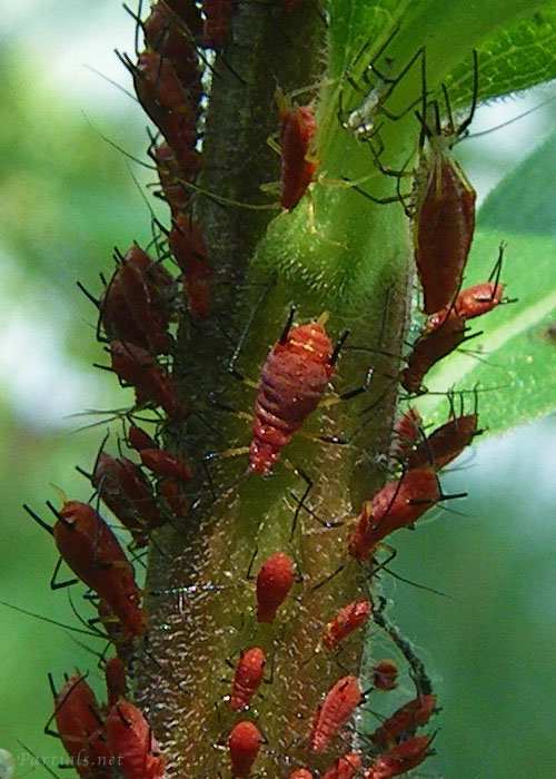 セイタカアワダチソウノヒゲナガアブラムシ