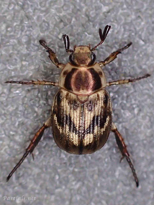 セマダラコガネ