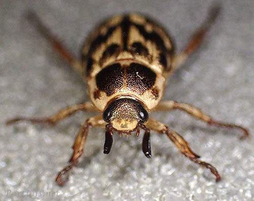 セマダラコガネ