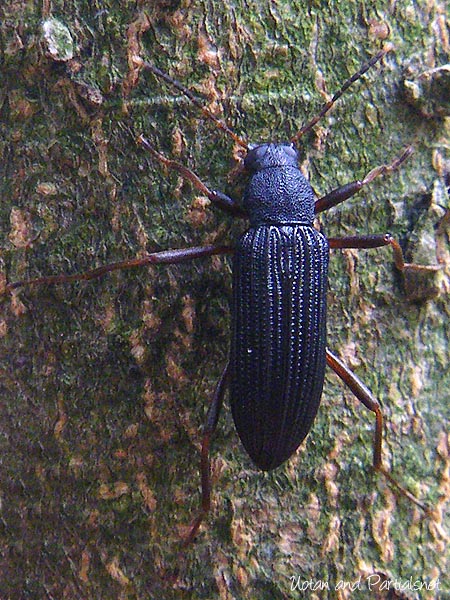 セスジナガキマワリ