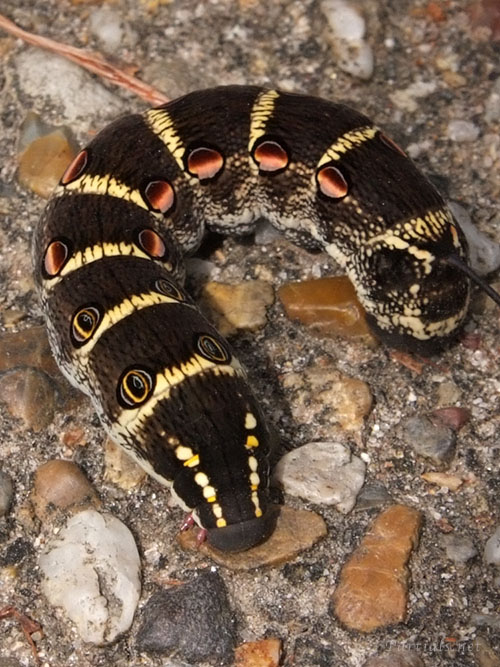 セスジスズメ幼虫