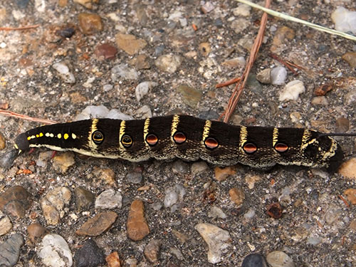 セスジスズメ幼虫