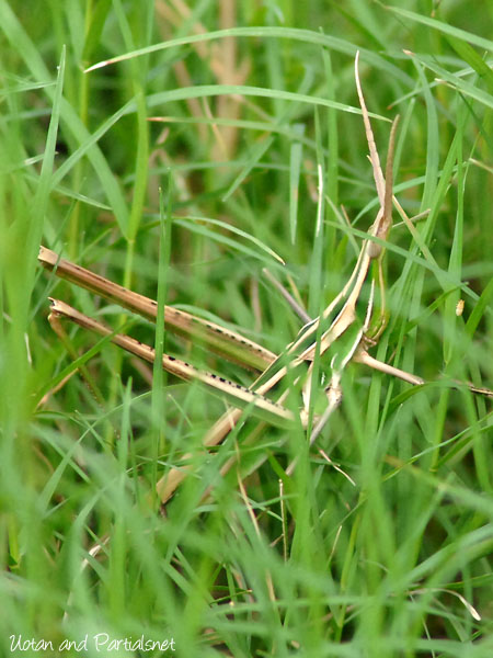 ショウリョウバッタ