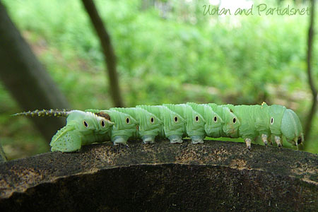 シモフリスズメ（幼虫）