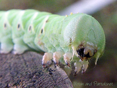 シモフリスズメ（幼虫）
