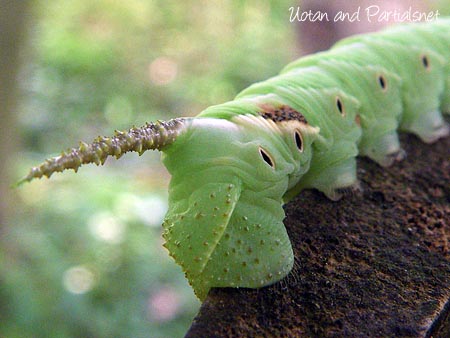シモフリスズメ（幼虫）