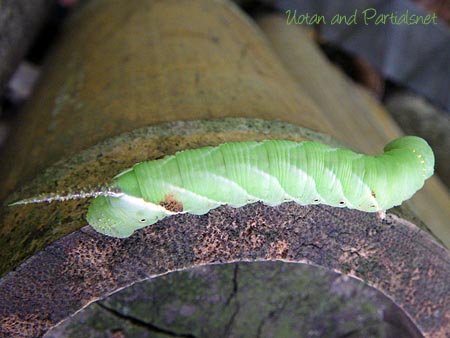 シモフリスズメ（幼虫）