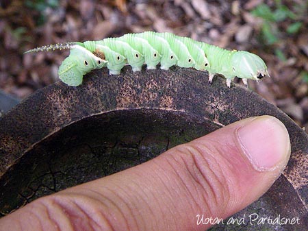 シモフリスズメ（幼虫）