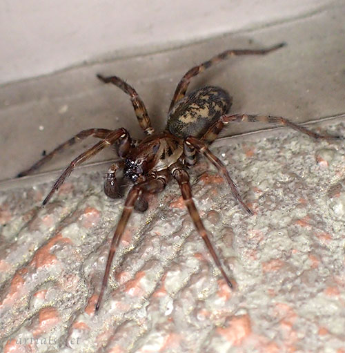 シモフリヤチグモ