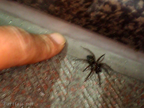 シモフリヤチグモ