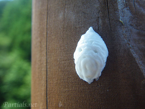 シオヤアブ卵嚢