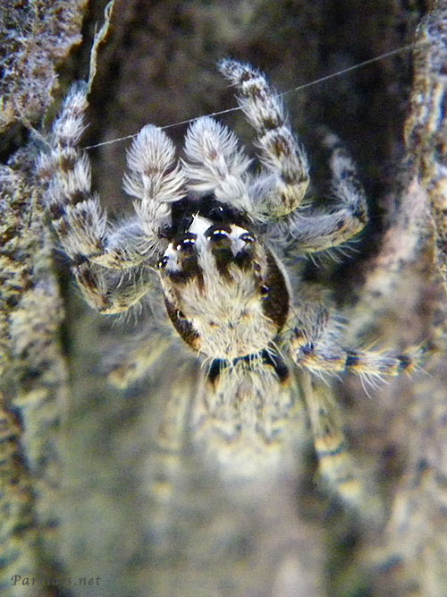 シラヒゲハエトリ♂