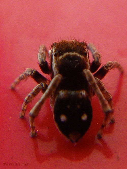 シラホシコゲチャハエトリ