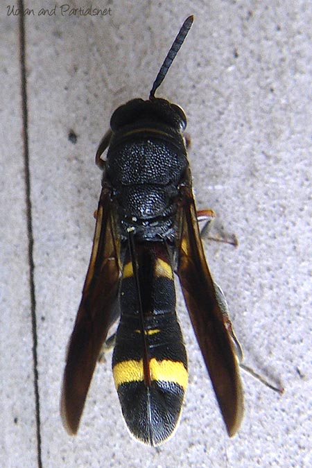 シリアゲコバチ