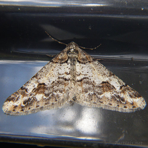 シロフフユエダシャク