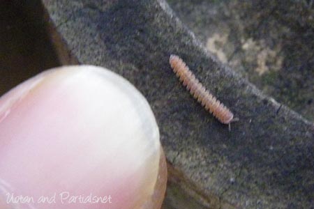 シロハダヤスデ属の1種