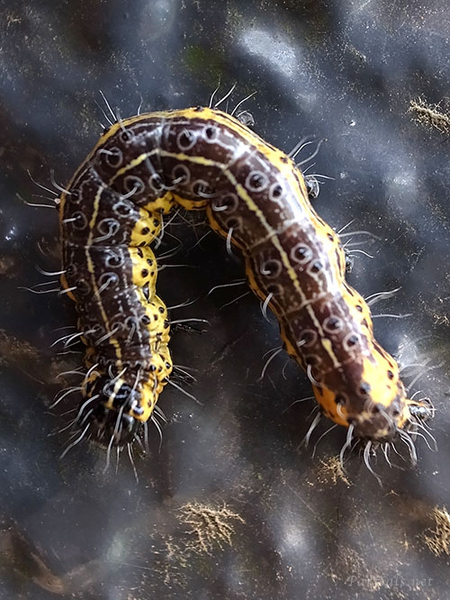クロキシタアツバの幼虫