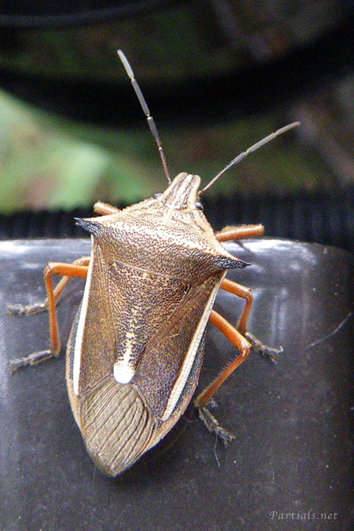 シロヘリクチブトカメムシ
