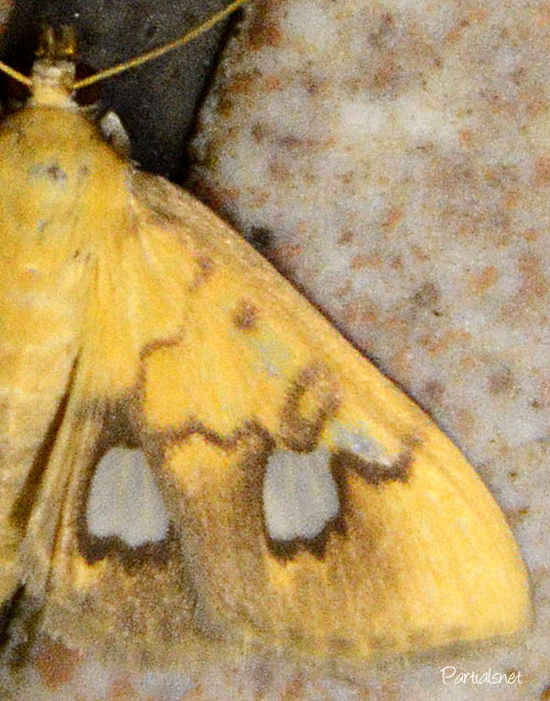 シロヒトモンノメイガ