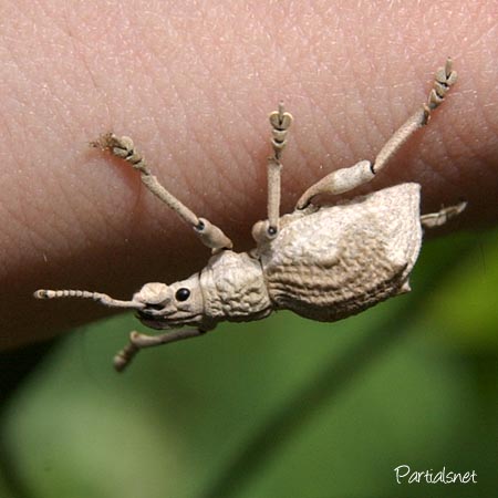 シロコブゾウムシ