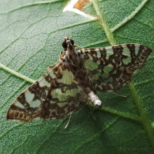 シロマダラノメイガ