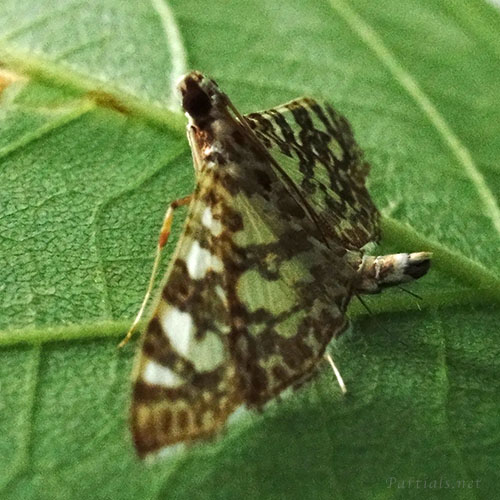 シロマダラノメイガ