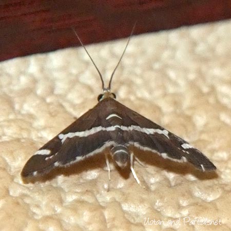 シロオビノメイガ