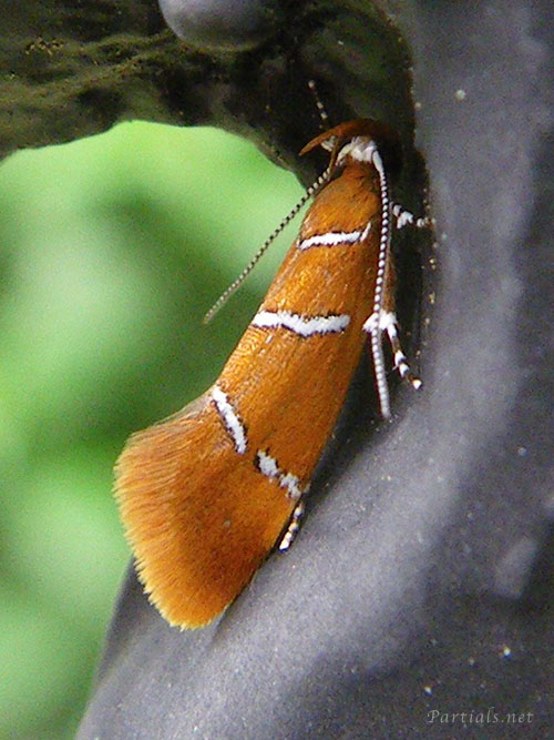 シロスジベニマルハキバガ