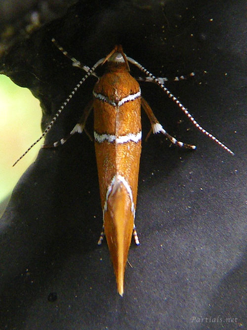 シロスジベニマルハキバガ