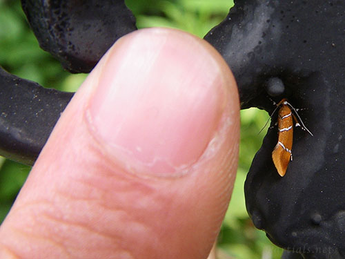 シロスジベニマルハキバガ