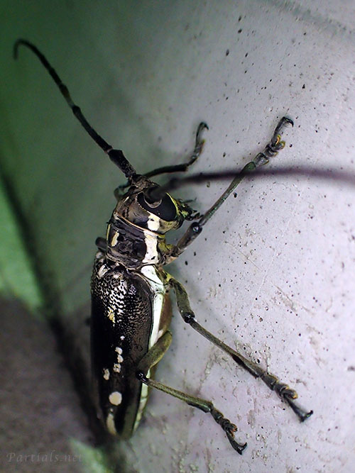 シロスジカミキリ