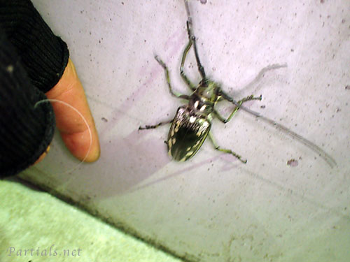 シロスジカミキリ