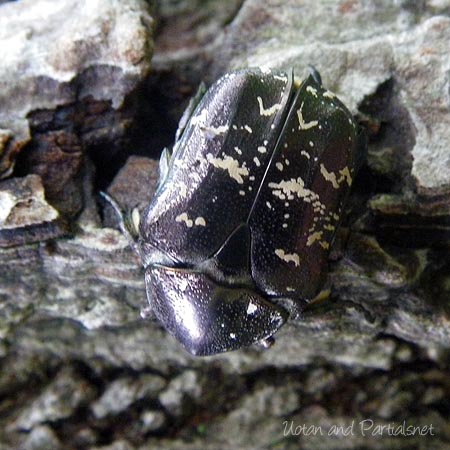 シラホシハナムグリ