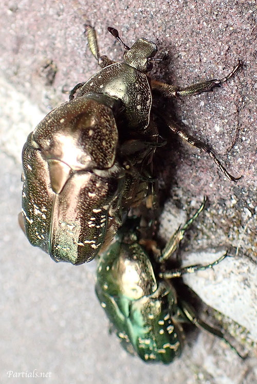 シロテンハナムグリ