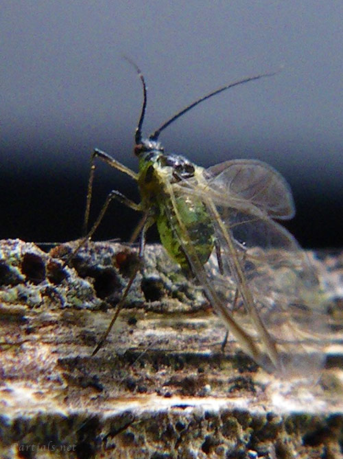 ソラマメヒゲナガアブラムシ